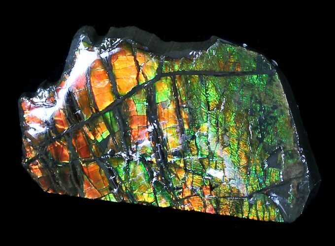 Brilliant Iridescent Ammolite With Display Case #31684